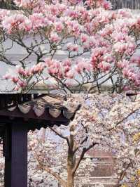 2025 蘇州玉蘭花賞花，3 月限定頂流，錯過再等一年
