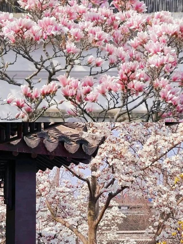 2025 蘇州玉蘭花賞花，3 月限定頂流，錯過再等一年
