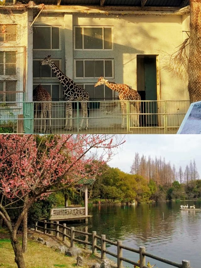 足不出「滬」，親近動物