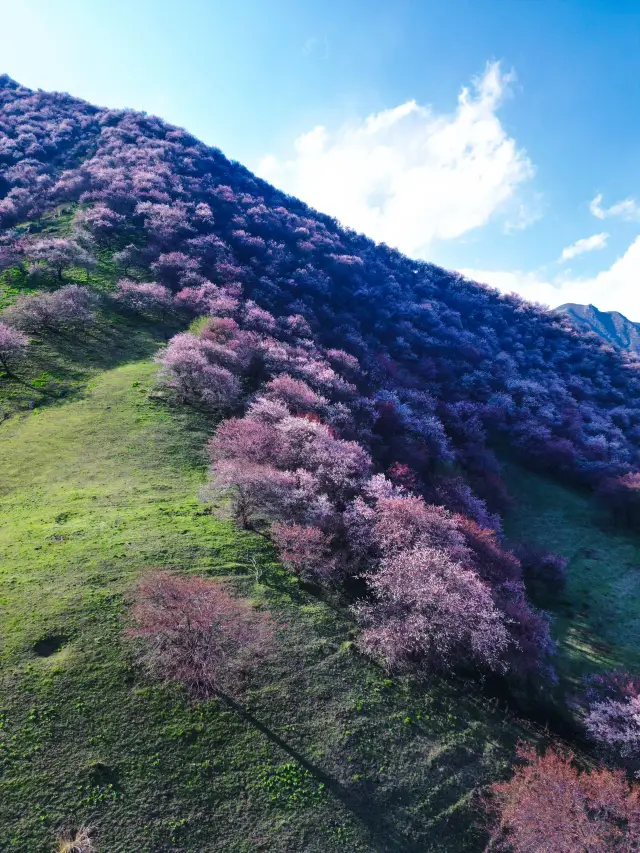Xinjiang Ili - Sayram Lake 3-Day Spring Romantic Itinerary