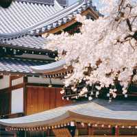 🌸名古屋限定！香積院藏著的夢幻櫻景