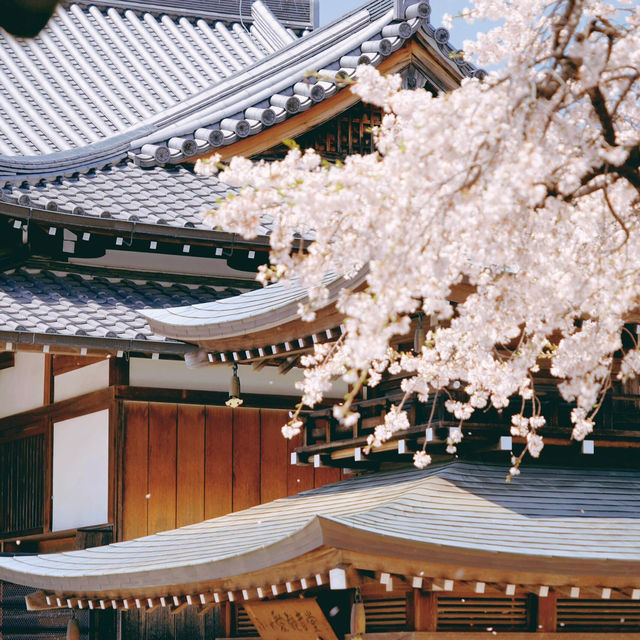 🌸名古屋限定！香積院藏著的夢幻櫻景