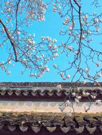 向你保證，不只是蘇州平替那麼簡單 還免費