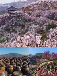 誤入韓漫裡的春日梅林！光陽梅花村