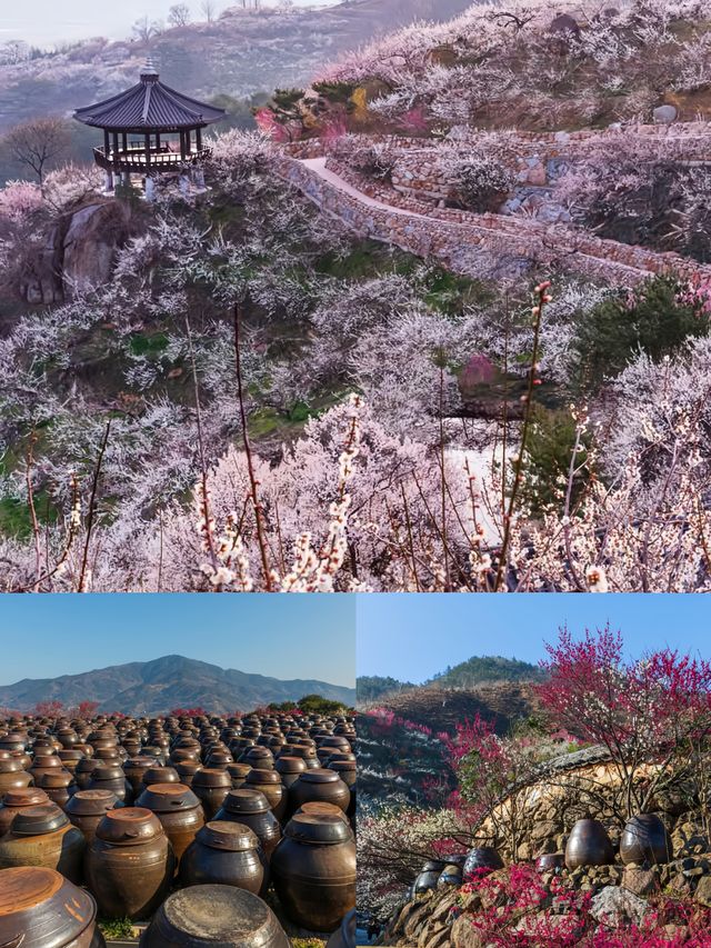 誤入韓漫裡的春日梅林！光陽梅花村