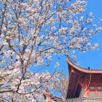 🌸人間仙境！堤角公園邂逅浪漫櫻花雨