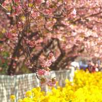 🌸被上野公園的櫻花美到失語啦