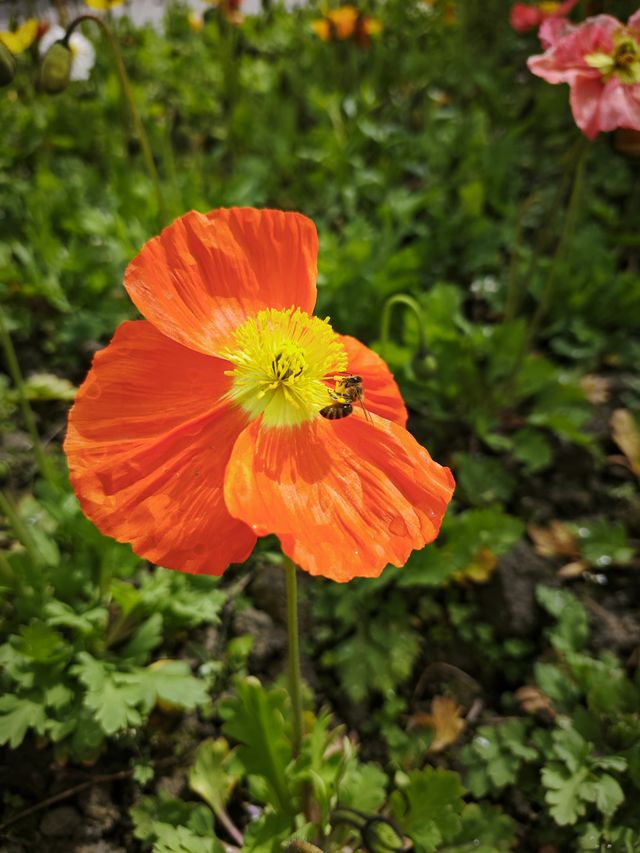 去北川巴拿恰，路上踏青賞花