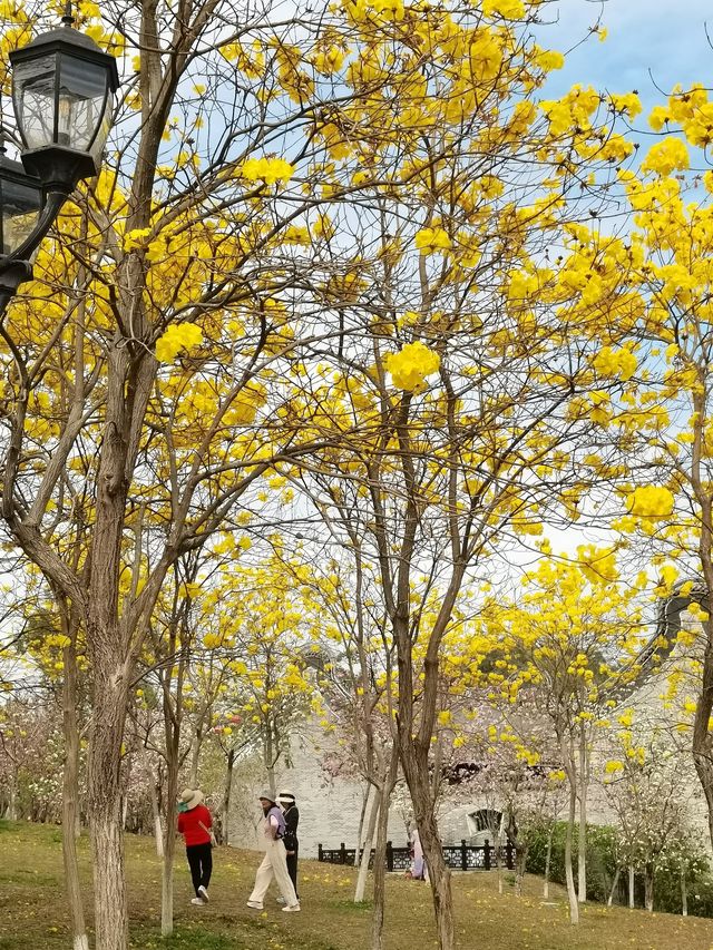 珠海賞花地圖/黃花風鈴木/香山湖公園。