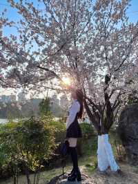 貴陽觀山湖公園——最美櫻花打卡攻略