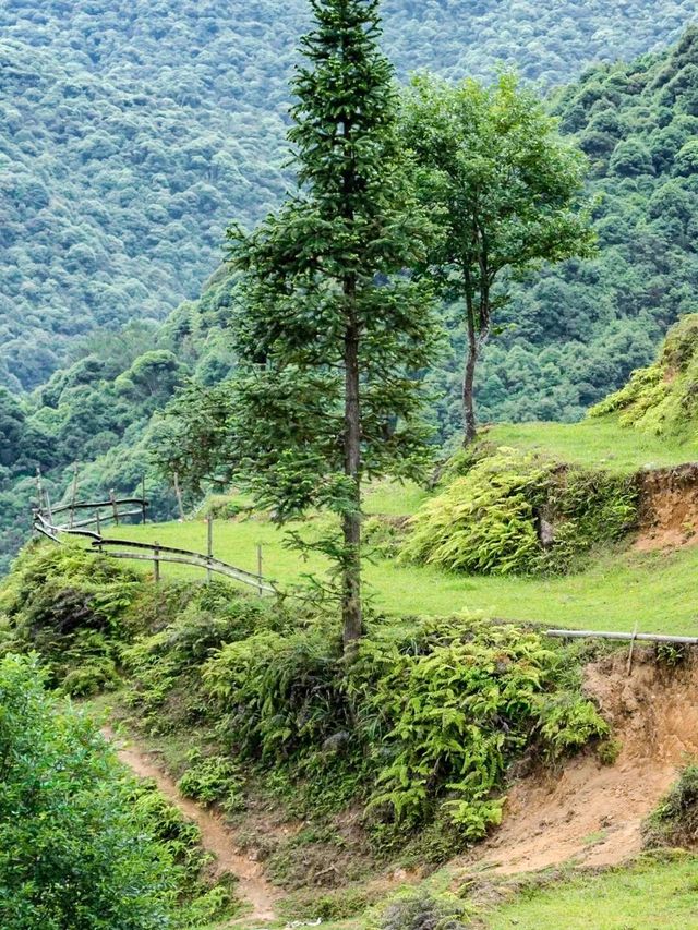 向山而居在高山梯田露營看日出日落！
