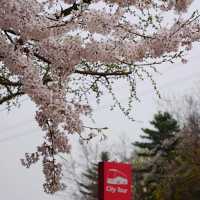 🌸南山公園 | 藏在塔下的浪漫花徑