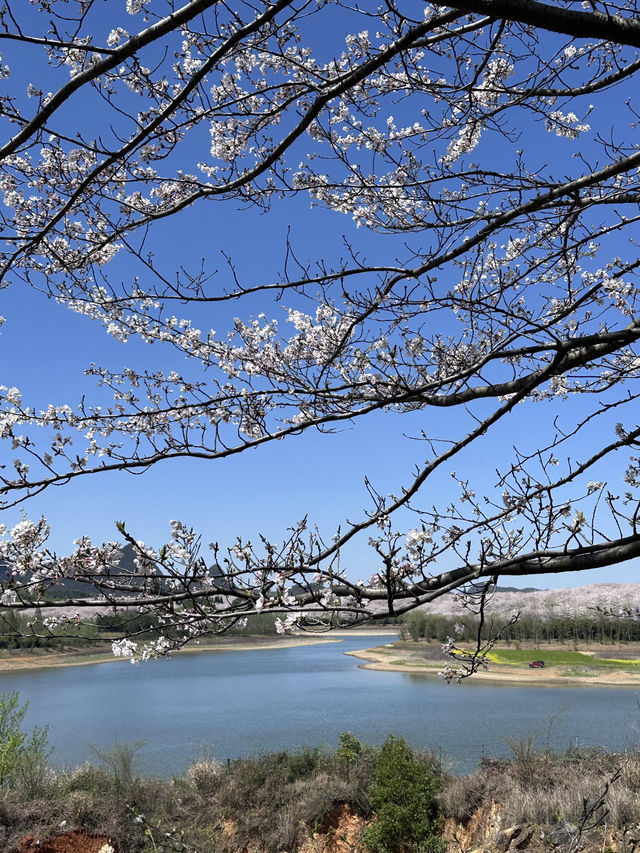 🌸期待！貴陽即將迎來浪漫櫻花季