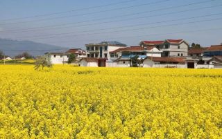 Golden Ocean—Hanzhong Rapeseed Flower Sea