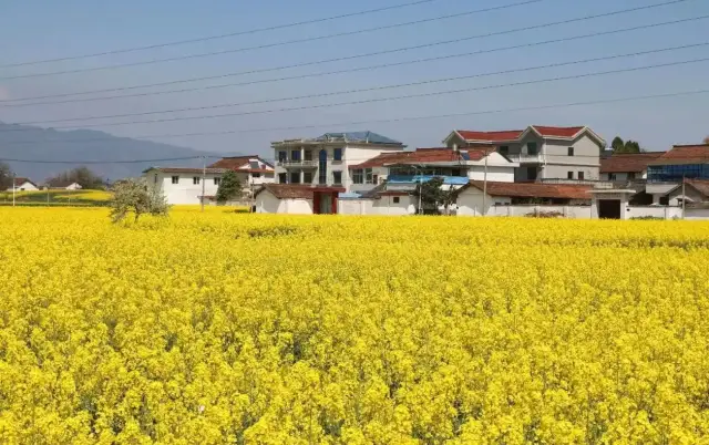 Golden Ocean—Hanzhong Rapeseed Flower Sea