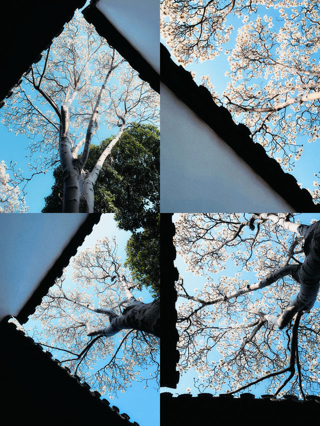 蘇州園林春色濃，玉蘭花開映翠湖。