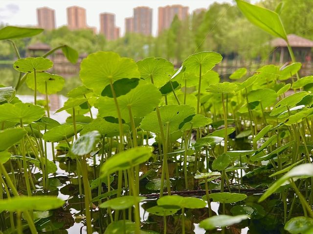 漫步觀塘,解鎖一場與濕地的浪漫約會 漫步觀塘,解鎖一場與濕地的浪漫約會
