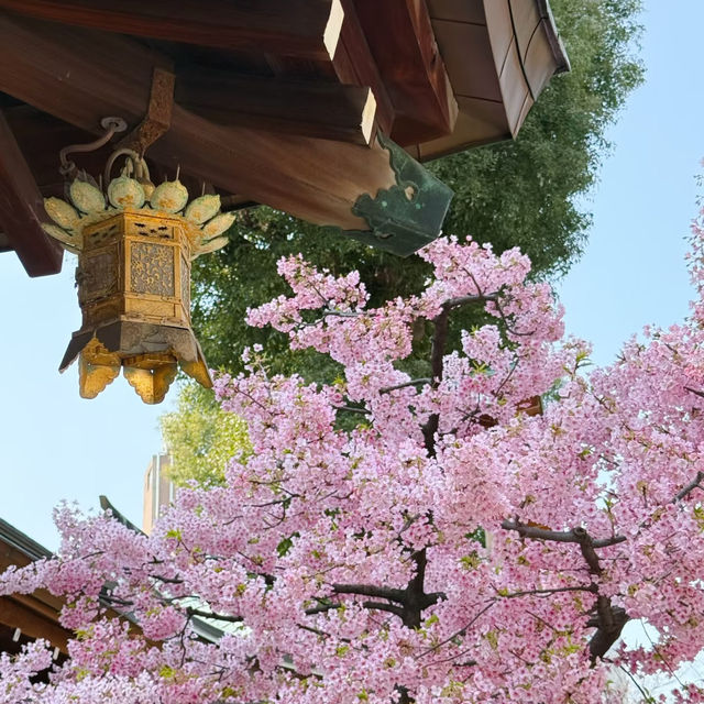 🌸福岡櫛田神社 | 邂逅一場爛漫櫻花雨