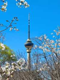 北京｜京城柳已綠，淵潭櫻已開