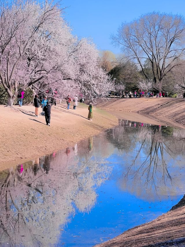 【春日限定】奧森桃花谷 花海美得令人心醉