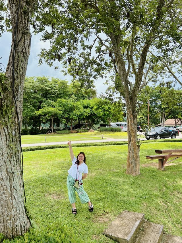 清萊辛哈公園丨一望無際的茶園 一眼萬年的落日還有珍貴的朋友