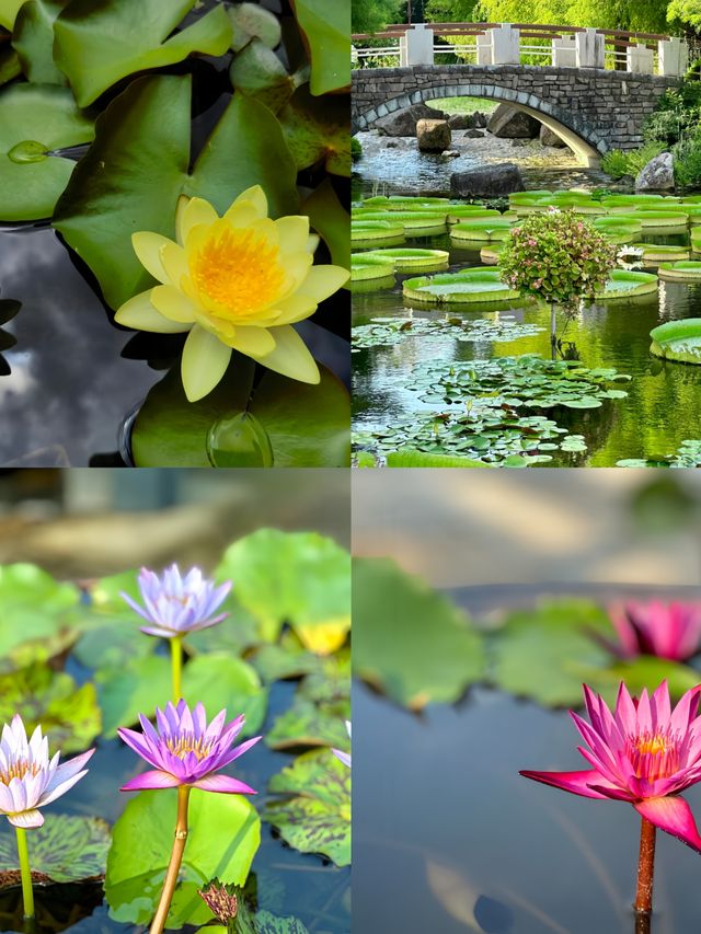 被我發現的日本小眾絕美寶地草津市立水生植物園