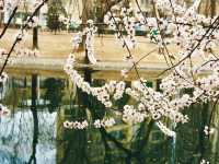 Springtime in Tianjin: Blossoms, Locals, and Love 🌸🇨🇳