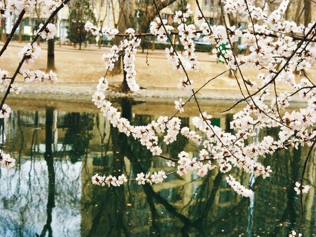 Springtime in Tianjin: Blossoms, Locals, and Love 🌸🇨🇳
