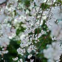 3.26🌸追櫻大成功！大阪城垂櫻已悄悄綻放