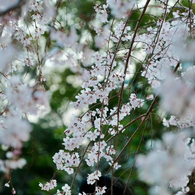 3.26🌸追櫻大成功！大阪城垂櫻已悄悄綻放