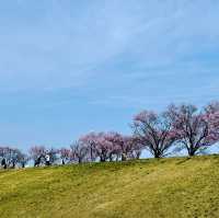 櫻花季🌸大阪私藏小眾寶地——狹山市