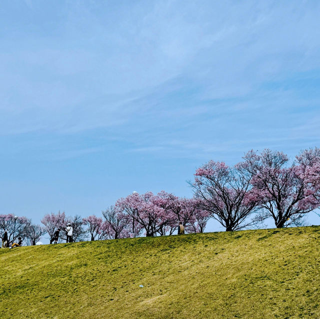 櫻花季🌸大阪私藏小眾寶地——狹山市