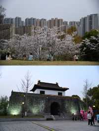 南京賞櫻花｜本地人才知道的免費夜櫻花海 - 觀音門