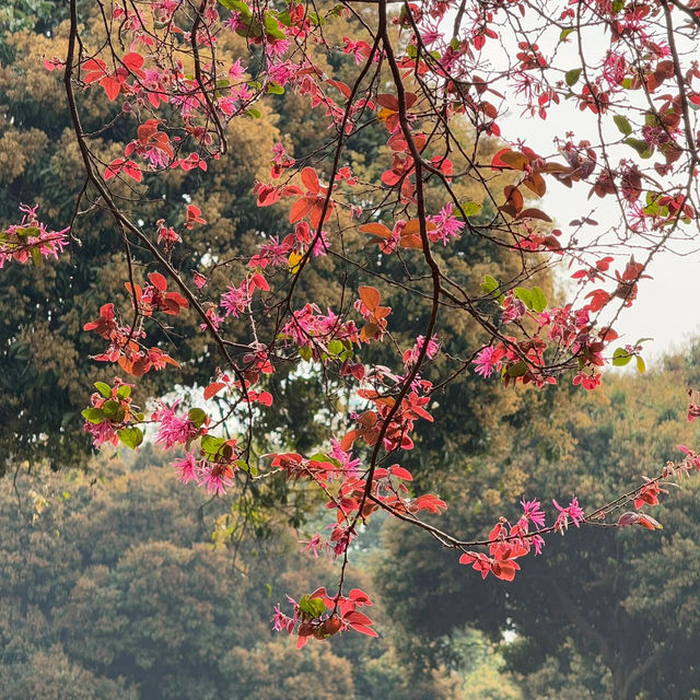 中山紫馬嶺的花🌸開爆啦!免費又出片 (附攻略