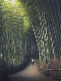 京都經典全景一日遊，輕鬆暢玩推薦攻略