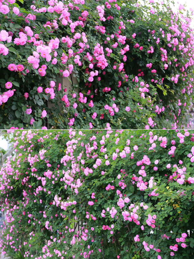 欽州月季花