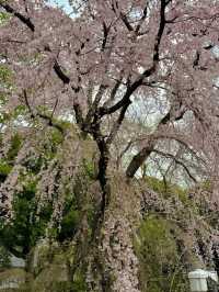 🌸2025年上野公園的浪漫煙花盛宴🌸