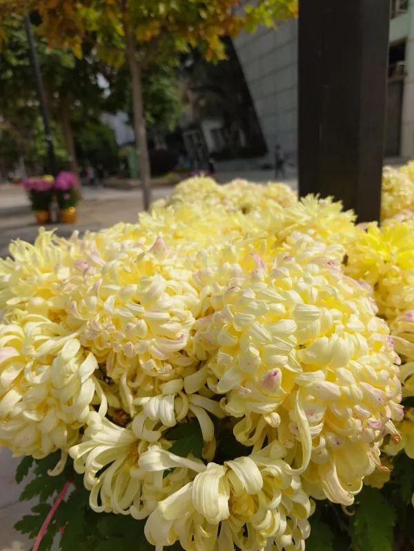 探索天水圍的繡球花奇觀 🌸