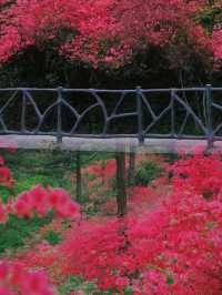 龜峰山杜鵑花海幾時開？最佳觀賞期係幾月？