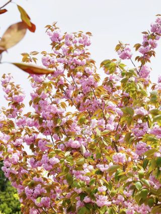 Here's a guide to cherry blossom viewing in Qingzhou District, Weifang