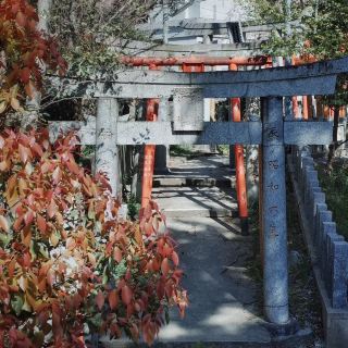 📅Fukuoka Kasuga Park Cherry Blossom One-Day Tour Guide｜Here to a Pink Romance