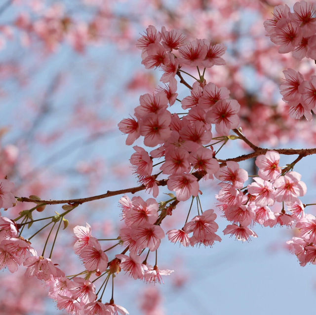 🌸釜山櫻花天花板！培花學校正門美到窒息！