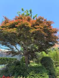 延華園——靜安區嘅隱世寶藏口袋公園