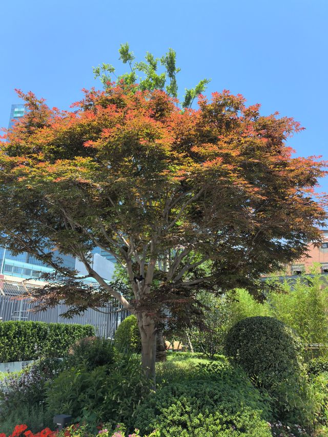 延華園——靜安區嘅隱世寶藏口袋公園