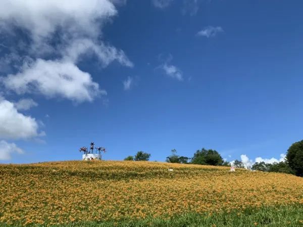 赤科山金針花季：花海美景與人文景點的完美結合 🌼