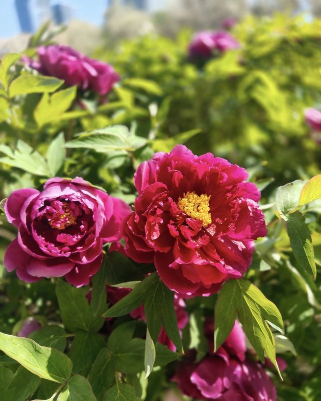 踏青賞花正當時