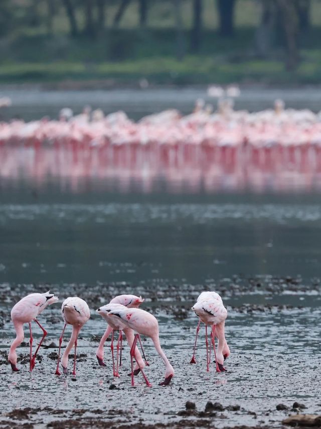 奈瓦沙湖：觀鳥愛好者的東非明珠