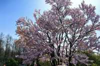 上海顧村公園：城市綠洲中的四季生態樂園