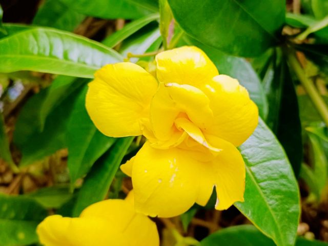 Kunming Botanical Garden: A Botanical Paradise in Southwest China