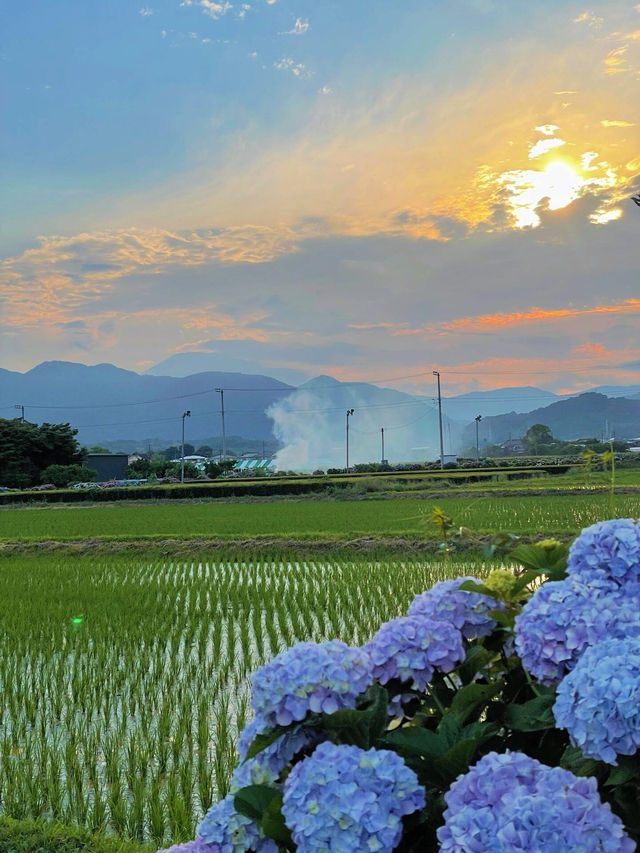 神奈川 | 邂逅繡球花小村莊🌸